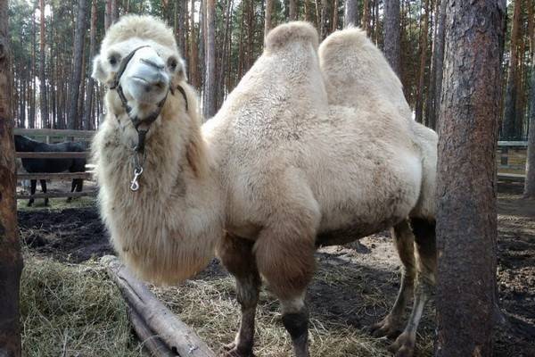 Коллекцию Воронежского зоопарка пополнили белая верблюдица  и зелёная мартышка