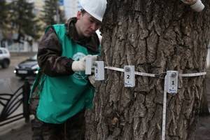Лесопатологическая экспертиза показала, что деревья на Кольцовской надо уничтожить