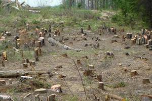 Под Воронежем вырубили  леса на 23 миллиона рублей