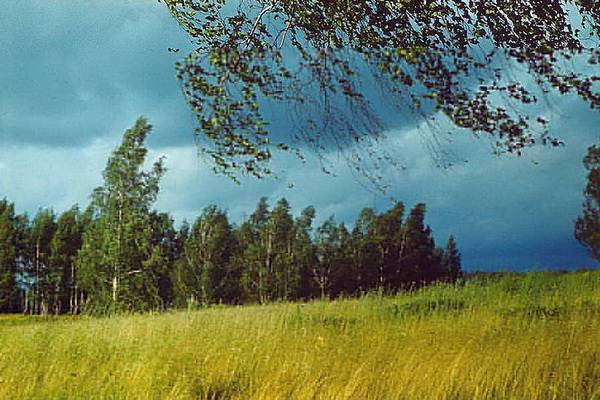На 5 июня в Воронежской области объявлен жёлтый уровень опасности из-за сильного ветра и грозы