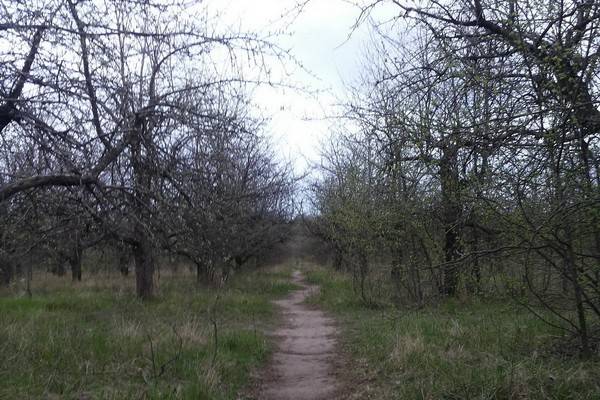 Прокуратура намерена вернуть яблоневый сад на Московском проспекте государству