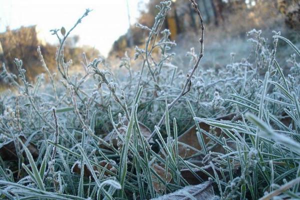 Заморозки в Воронеже и Черноземье стали причиной объявления жёлтого уровня опасности и штормового предупреждения