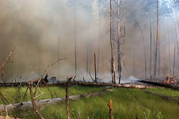 Крупный пожар в Воронежском заповеднике тушат второй день