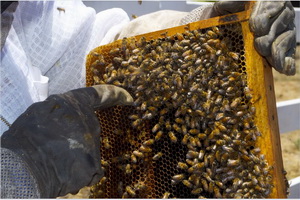 Названа причина массовой гибели пчёл в Воронежской и других областях России