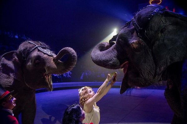 В Воронеже состоялся благотворительный показ шоу слонов «Девочка и слон»