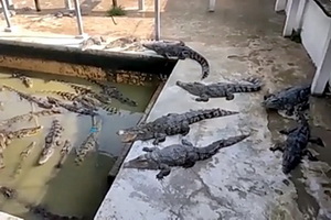 Сорок крокодилов заживо сожрали владельца крокодиловой фермы