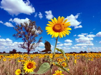 Лето будет долгим и жарким