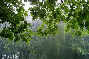 Дожди вернутся в Воронеж по второй половине наступающей недели