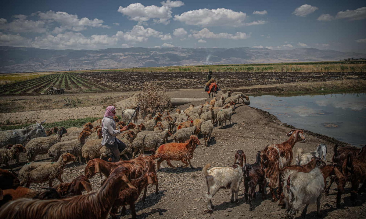 Harvest their. Фото, пастух, стадо, Чабан, Отара, Эстетика.