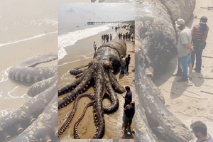 Учёные засомневались в подлинности фото сенсационно огромного осьминога