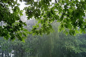 На предстоящей неделе редкий день в Воронеже обойдётся без дождя
