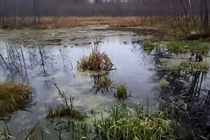 Оказавшиеся бесхозными водные объекты Воронежского заповедника деградируют