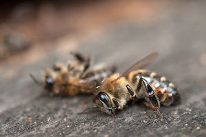 Массовое вымирание пчёл в Центральной России и Черноземье оставит нас без мёда и без будущего