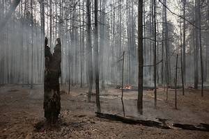 Под Воронежем начались лесные пожары
