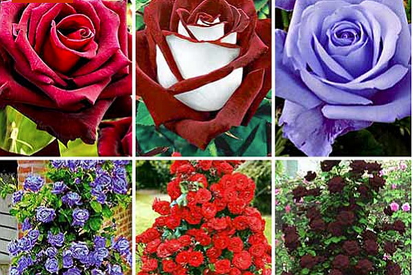 Чайные розы: описание лучших сортов и особенности правильного ухода в саду