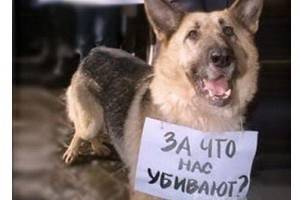 Маньяк, скрывающийся под ником OXOTNEG, зверски умерщвляет собак в Воронеже