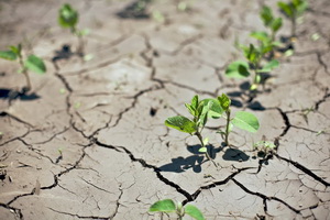 Растения Земли замедлили рост из-за прогрессирующего дефицита влаги в атмосфере