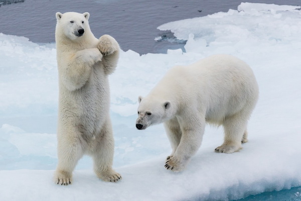 Росприроднадзор: в России посчитают белых медведей